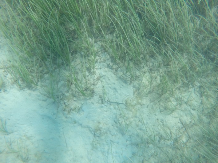 Photograph of seagrass taken by Smarty 200