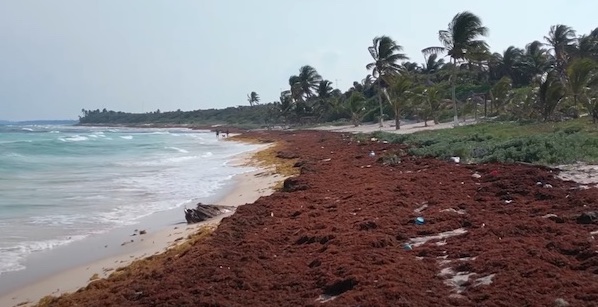 Sargassum seaweed piled up on a bea