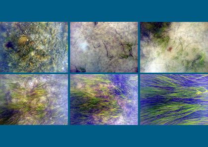 Algae and seagrass taken with SMARTY200