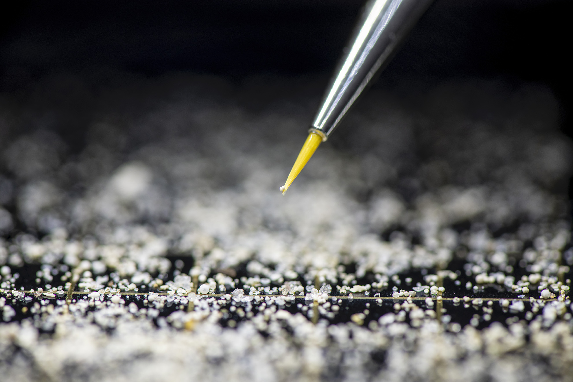 Washed foraminifera being picked for computer tomography and geochemical analysis.