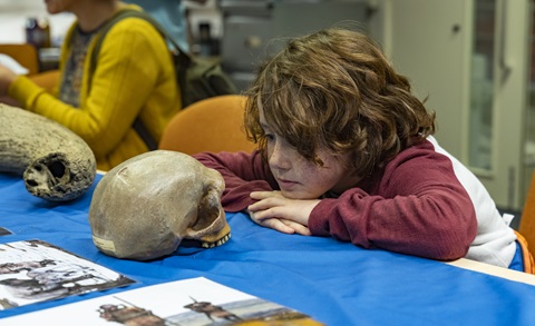 Child with shoulder length wavy reddish hair sitting at a table resting chin on hands, looking face to face at a skull. There is a blue tablecloth on the table. 
