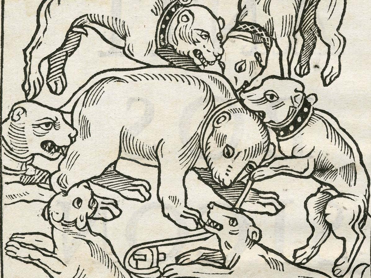 A black-and-white woodcut illustration depicts a group of dogs attacking a bear, inside a framed border. The dogs are shown in various aggressive poses, biting and surrounding the central figure. Some of the dogs wear collars, and their faces have exaggerated. The style of the image is reminiscent of early Renaissance woodcut prints.