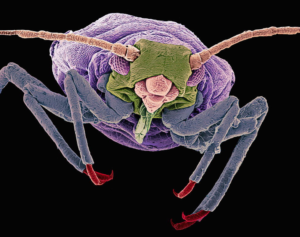 Black Fly - Matt MacGregor Sharp