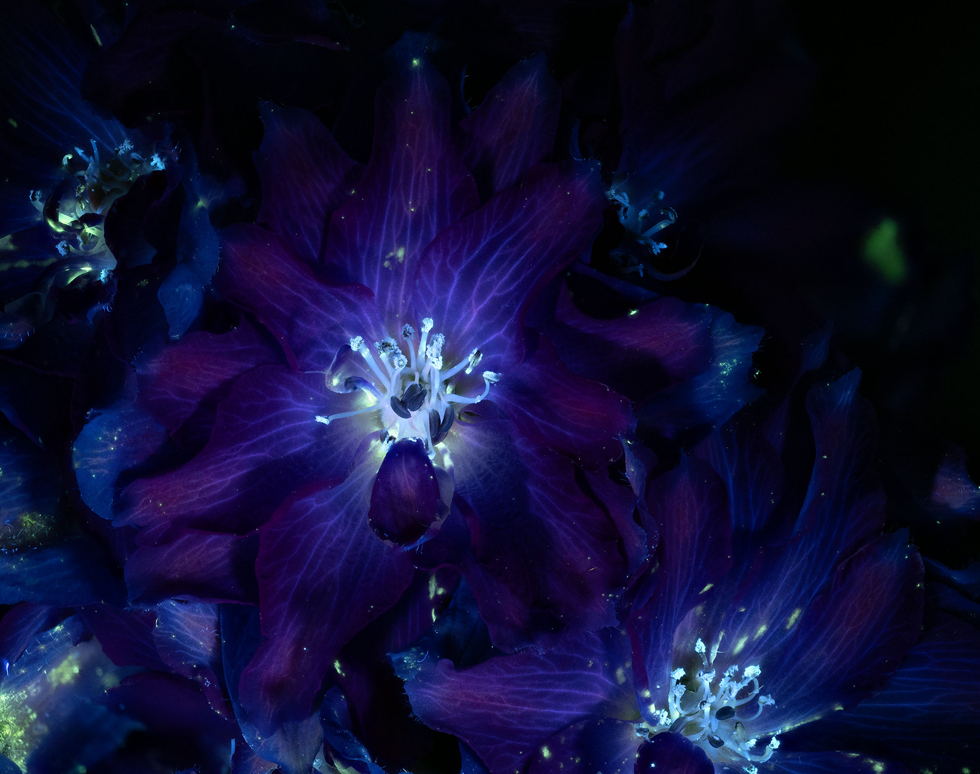 Delphinium - Thomas Dyke (third place)