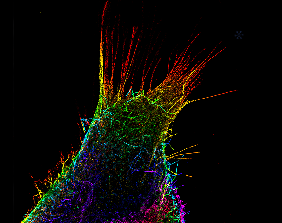 Actin Rainbow - Ewan Reed