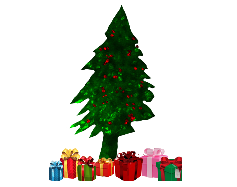 Live dead assay Christmas tree - Zahra Hosseinzadeh