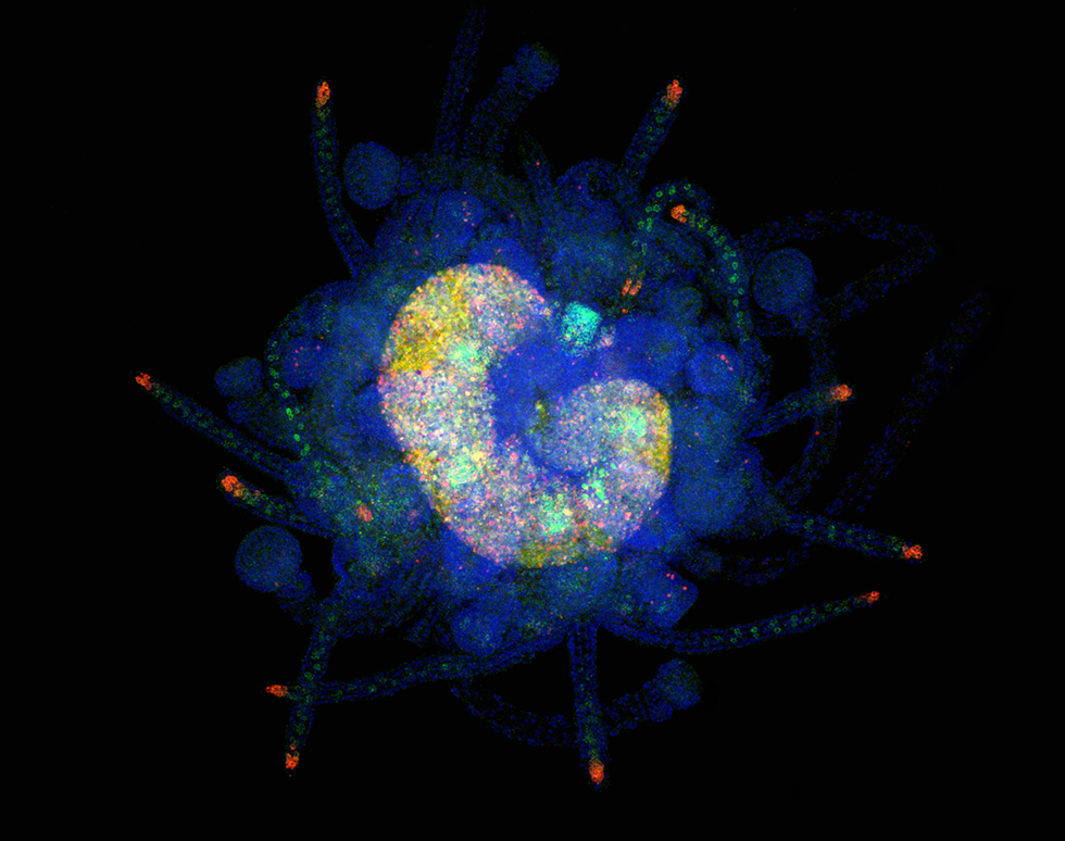On the tip of my spine - Noe Wambreuse