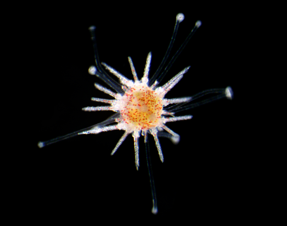 Prickly juvenile - Noe Wambreuse (winner)