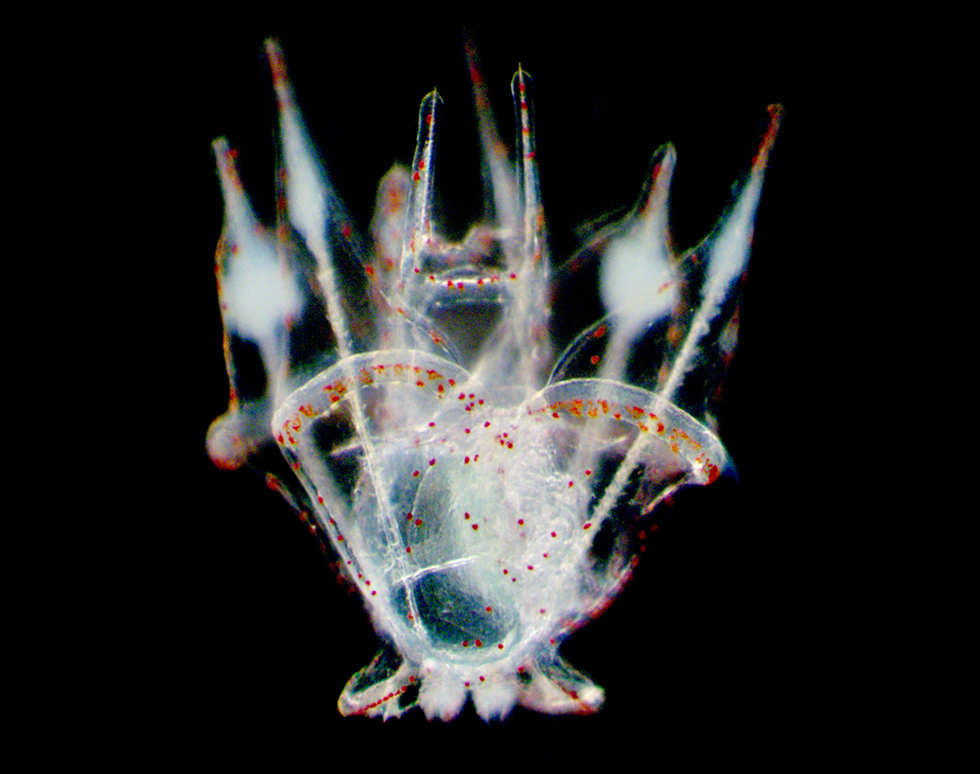 When I grow up I want to be a sea urchin - Noe Wambreuse