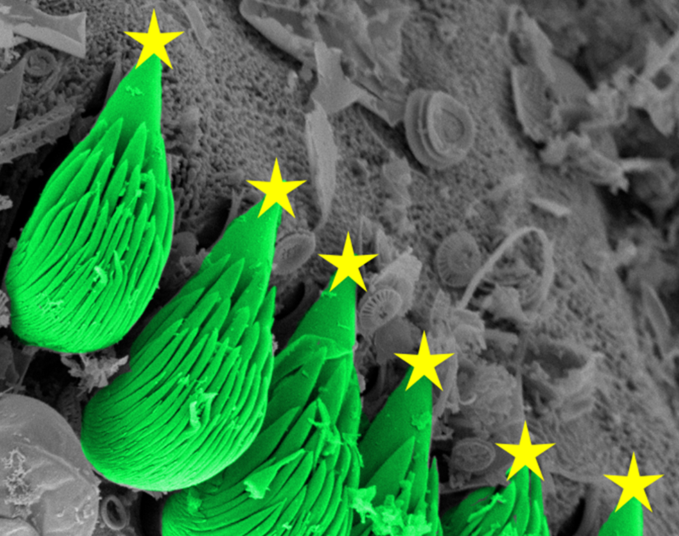 Christmas tree chaetae - Laetitia Gunton (second place)