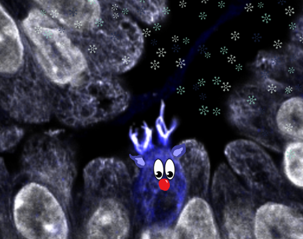 Help, Rudolph is stuck in a snowstorm - Ella Proudley