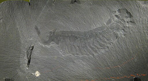 Fossil specimen of Opabinia regalis, a Cambrian era creature