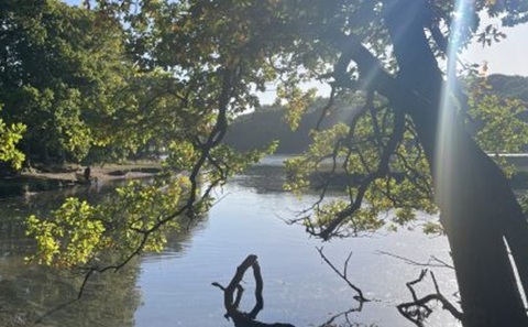 A tree by a calm lake with sunlight streaming through its leaves.