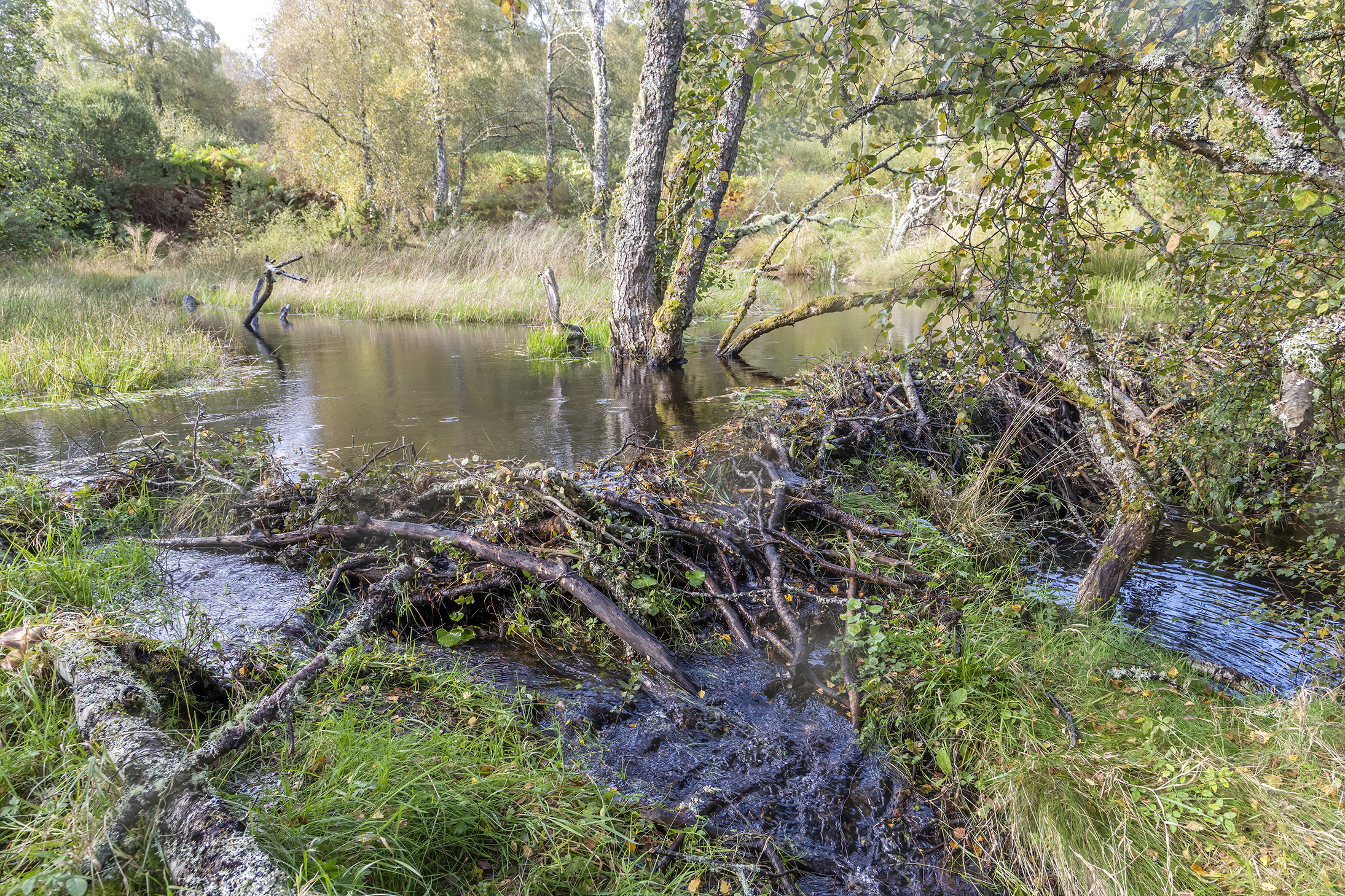 View of a river with a dam built by a beaver from wood and branches stretching across its width.