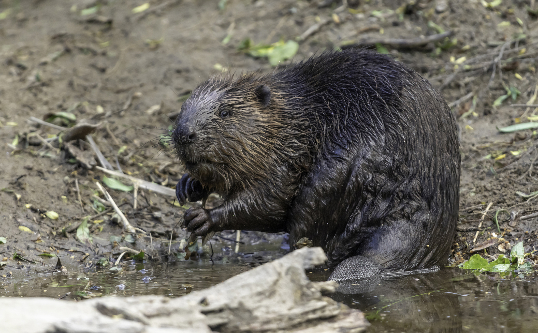 A beaver sitting on a muddy river bank with one foot in the water and looking towards the camera.