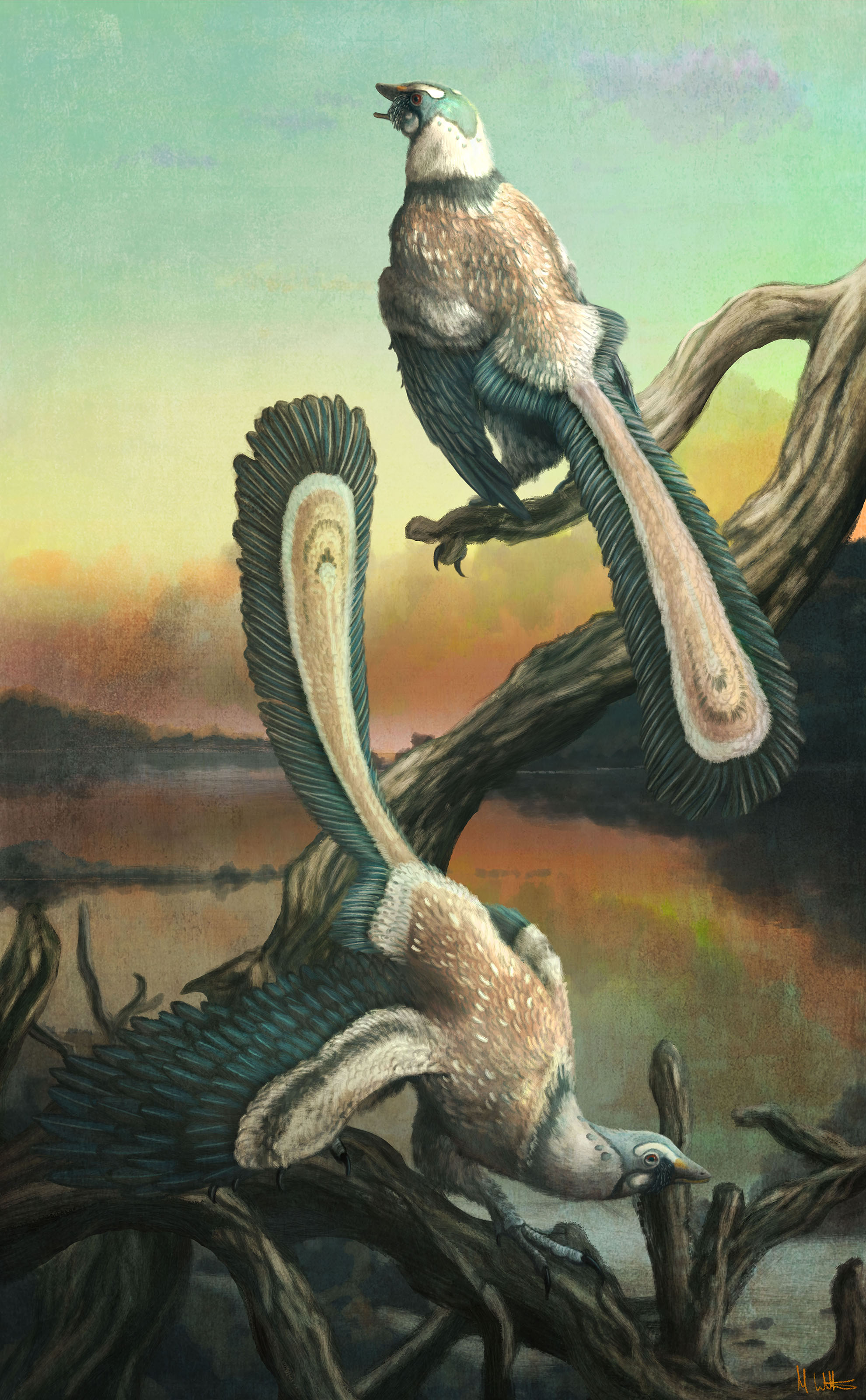 A drawing of an ancient reptile-like bird with a long bony tail and feathers.
