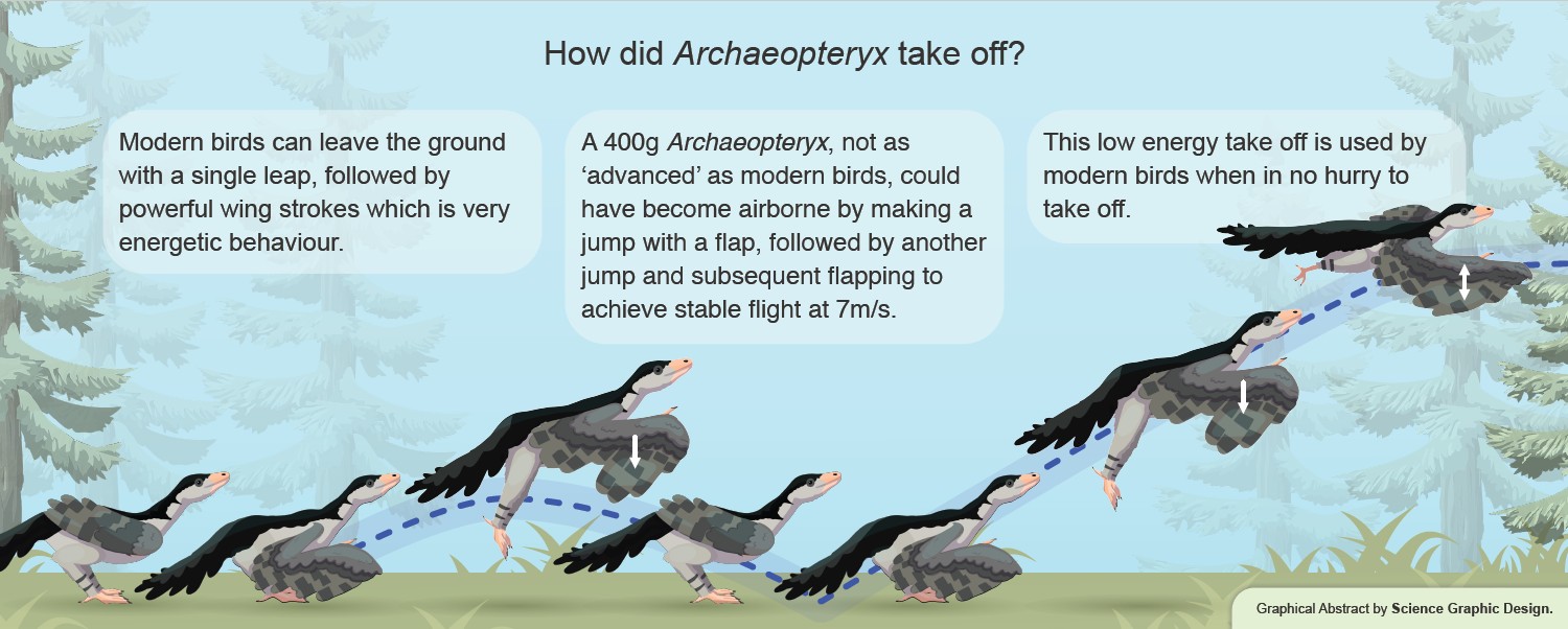 An illustration of how the first reptile-like bird on Earth took flight using multiple leaps and wing flaps.