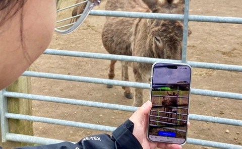 Close up of someone holding a mobile phone with the camera looking at a donkey