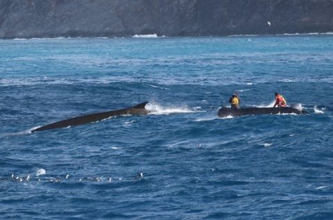 Ryan Reisinger, Principal Investigator of the research project, approaching a fin whale from a small RIB to biopsy-sample it 