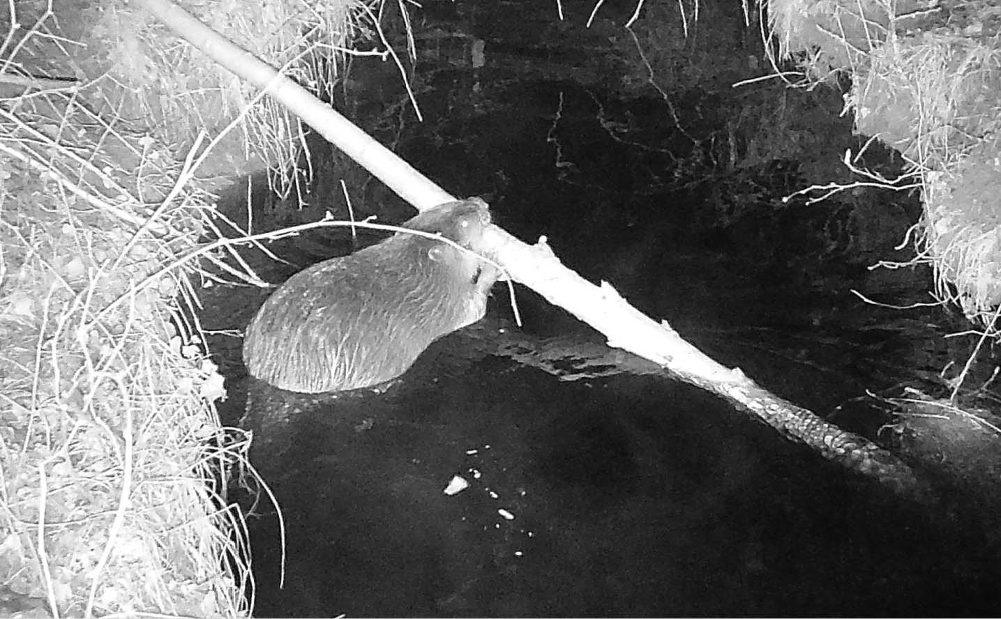 Night-vision black and white web cam image of a beaver in a river with a large branch in its mouth.