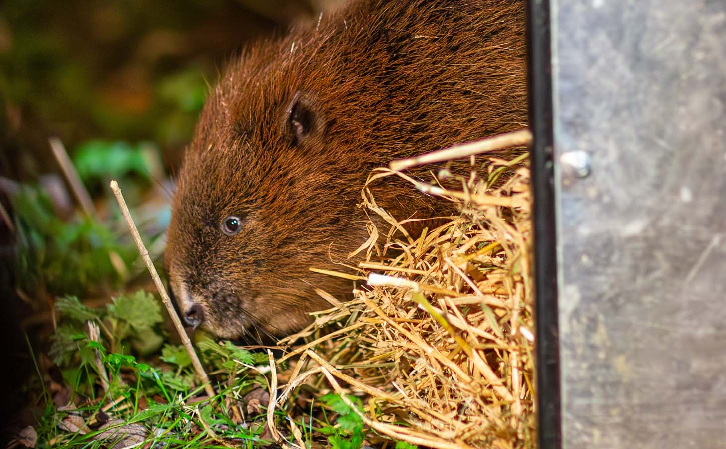 Close up of a beaver emerging from a metal box surrounded by hay and grass.