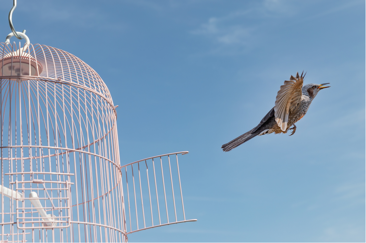 A small bird flies out of an open pale pink birdcage against a blue sky.