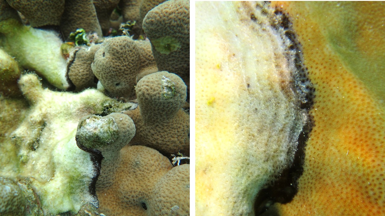 Close up image with healthy yellowish coral on the right, a black band of disease in the middle, and white damaged coral on the left.
