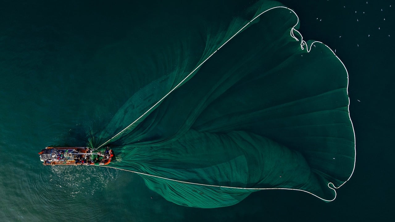 an overhead view of a fishing boat at sea, casting a large, green net that spreads out in a beautiful sweeping arc across the dark water. The net creates a visually striking pattern, resembling a leaf or fabric flowing gracefully, with the boat being a small yet central part of the composition.