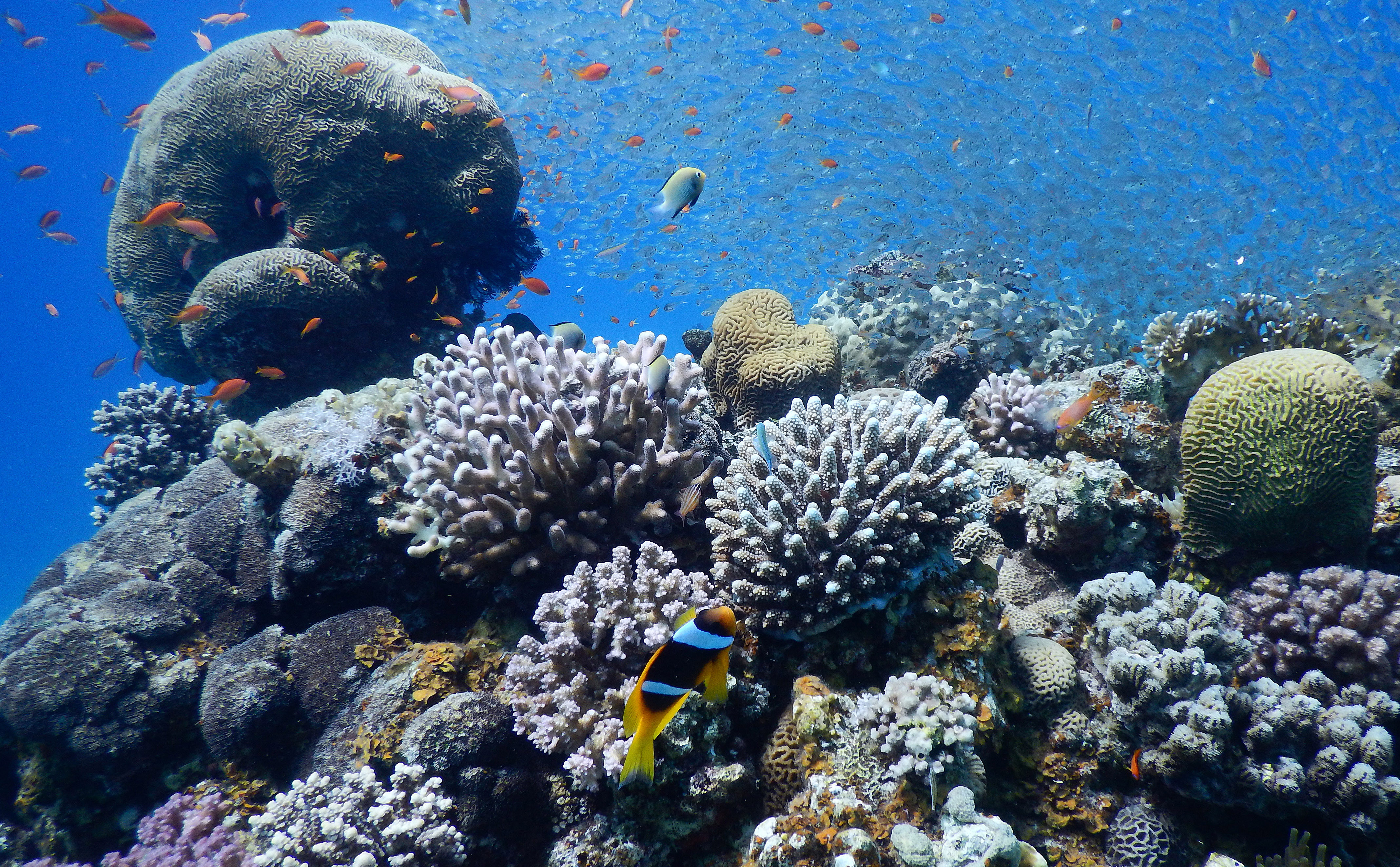 Underwater view of a colourful coral reef with fish swimming around it