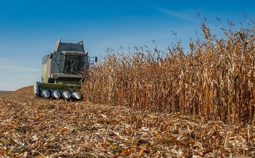 Green and grey combine harvester seen from the front and side cutting through a partially harvested field of corn.