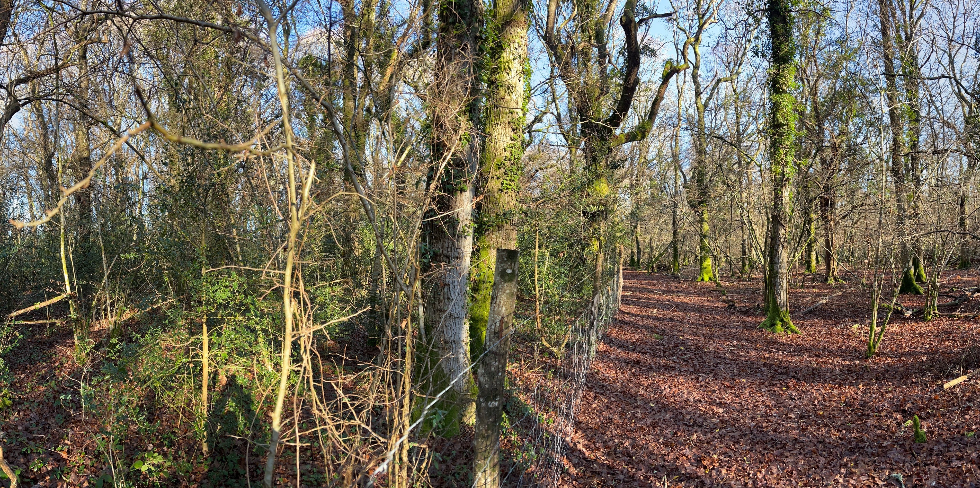 Woodland scene with bare trees, ivy-covered trunks, and a leaf-covered ground.