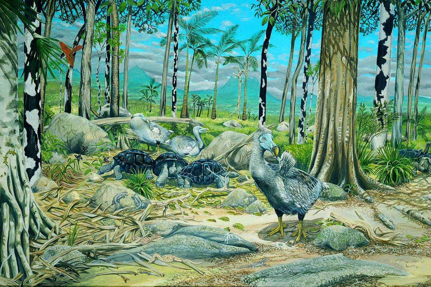 This illustration depicts a lush prehistoric forest scene featuring several dodos in their natural habitat. The dodos are characterized by their stout, grey bodies and large, hooked beaks. One dodo stands prominently in the foreground, preening its feathers, while others are scattered throughout the forest, some resting near large rocks. The environment is rich with tall trees, ferns, and various other vegetation, creating a dense, tropical setting. In the background, there are towering mountains and a blue sky, enhancing the natural atmosphere. Also present are several large tortoises, adding to the sense of biodiversity in the scene.