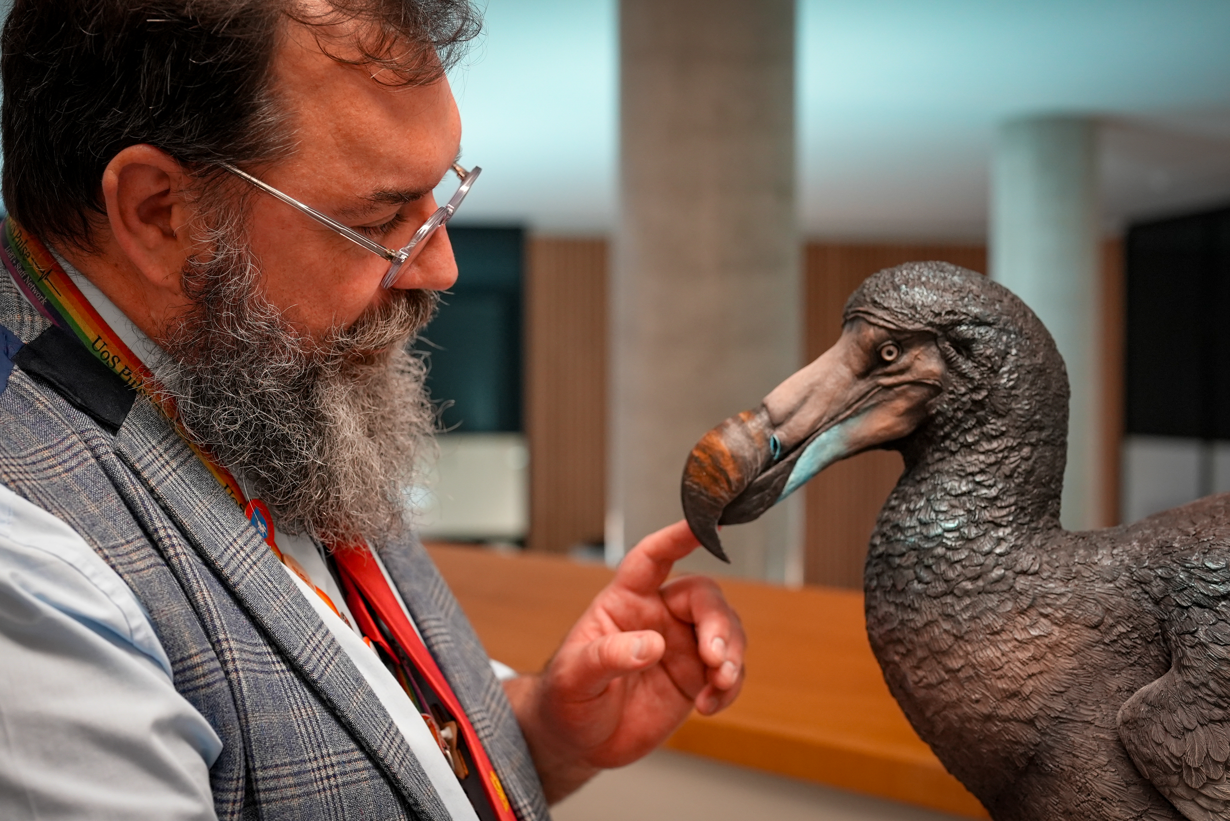 Dr Neil Gostling, a bearded man with glasses is gently touching the beak of a realistic model of a dodo bird. The model has a large, curved beak with a distinct hooked tip, coloured in shades of brown and pale blue. The bird’s body is robust, with textured, dark brownish-grey feathers. Its eyes are prominently visible, adding to the lifelike appearance of the model. The overall structure of the dodo is stout, reflecting its historical depiction as a flightless bird.