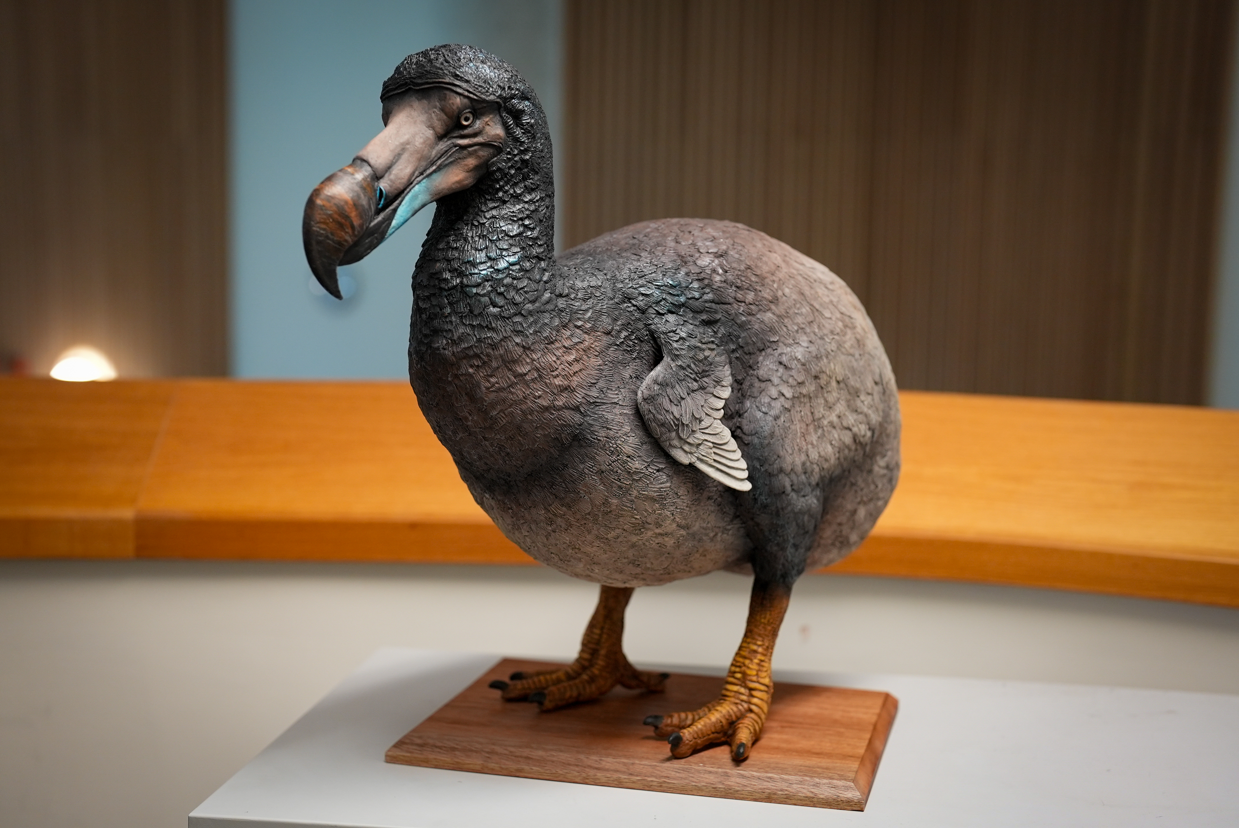 This image shows a realistic model of a dodo bird, an extinct flightless bird. The model features the dodo standing on a wooden base, with its signature large beak, round body, small wings, and stout legs. The feathers are textured in shades of gray and brown, giving it a lifelike appearance. The background appears to be an indoor setting with wooden paneling and soft lighting.
