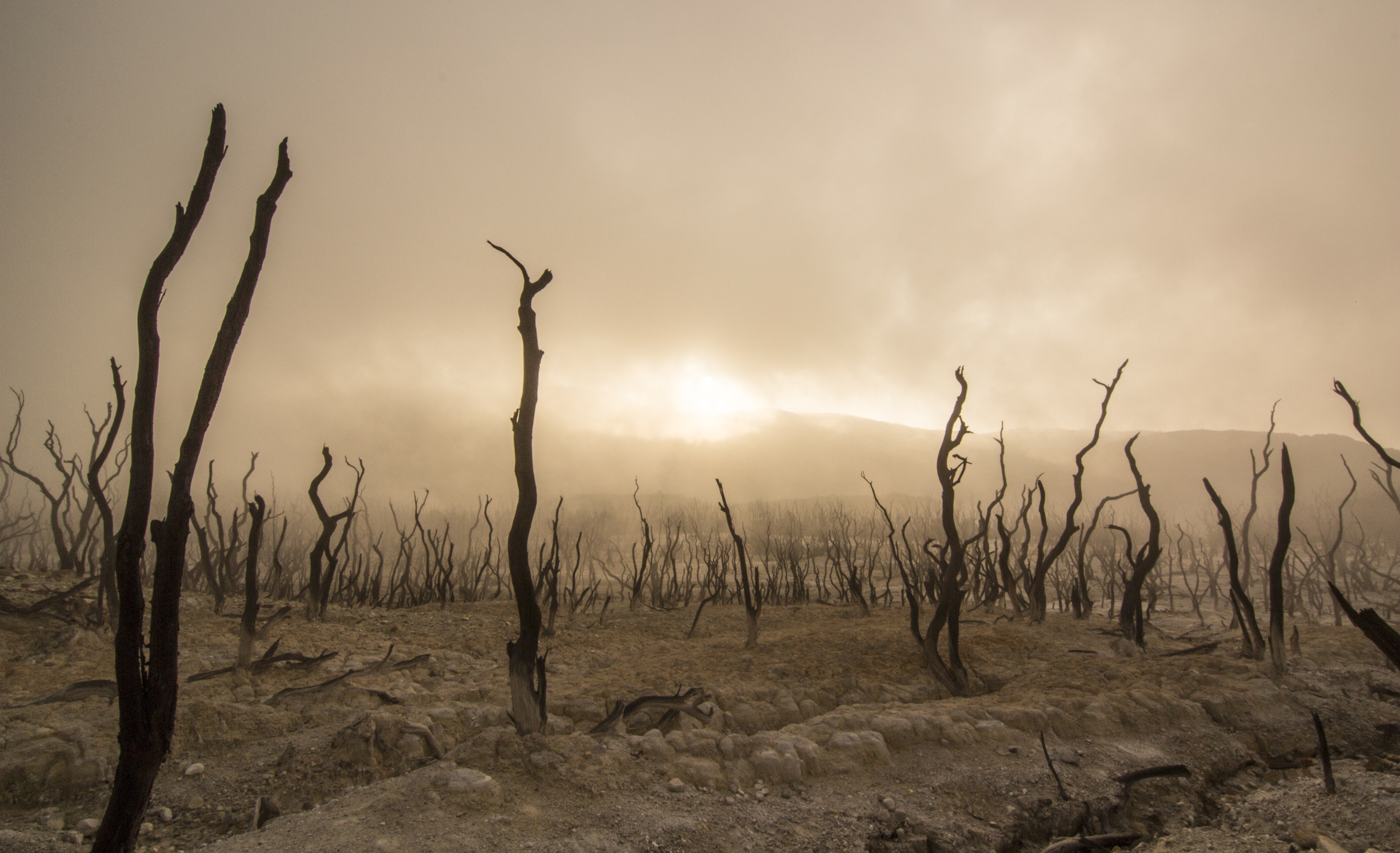 Barren landscape with dark, twisted tree trunks and a hazy sky.