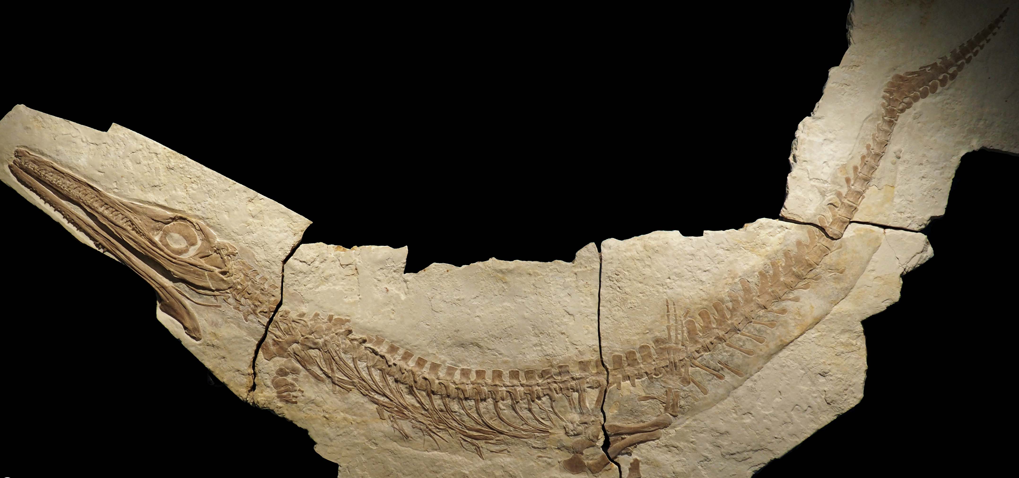 Fossil of a metriorhynchid thalattosuchian (photograph by Sven Sachs)