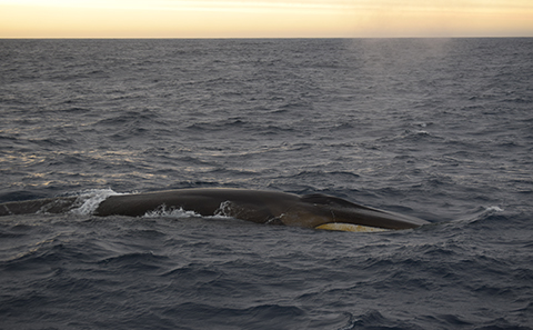 A surfacing Fin whale