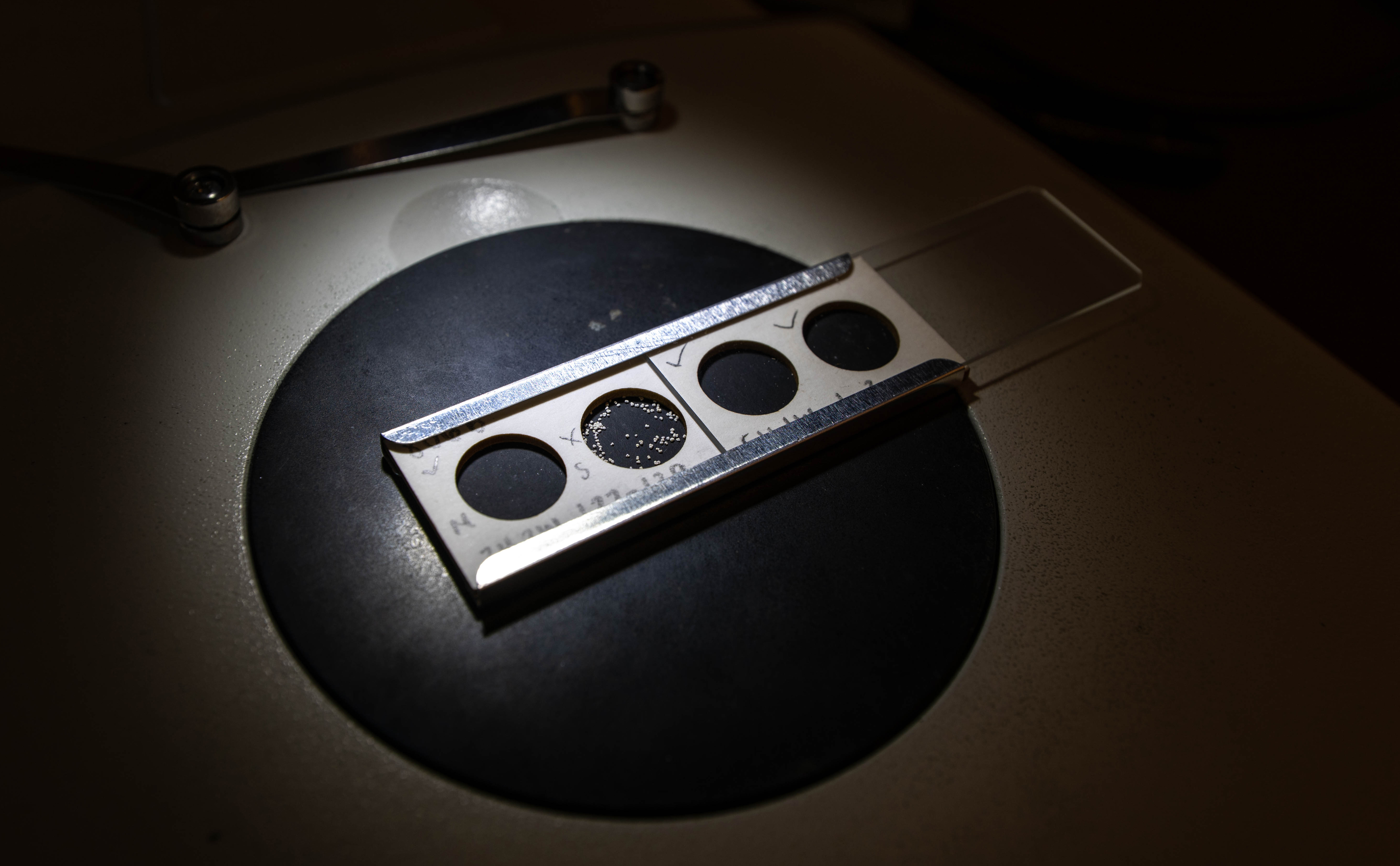 White and silver edged microscope slide containing tiny white fossilised shell fragments