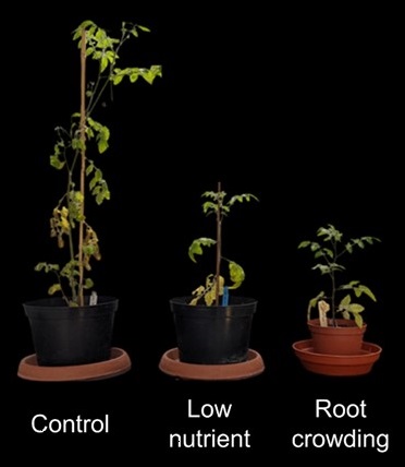 Three tomato plants growing in pots on a black background in height order with the tallest on the left.