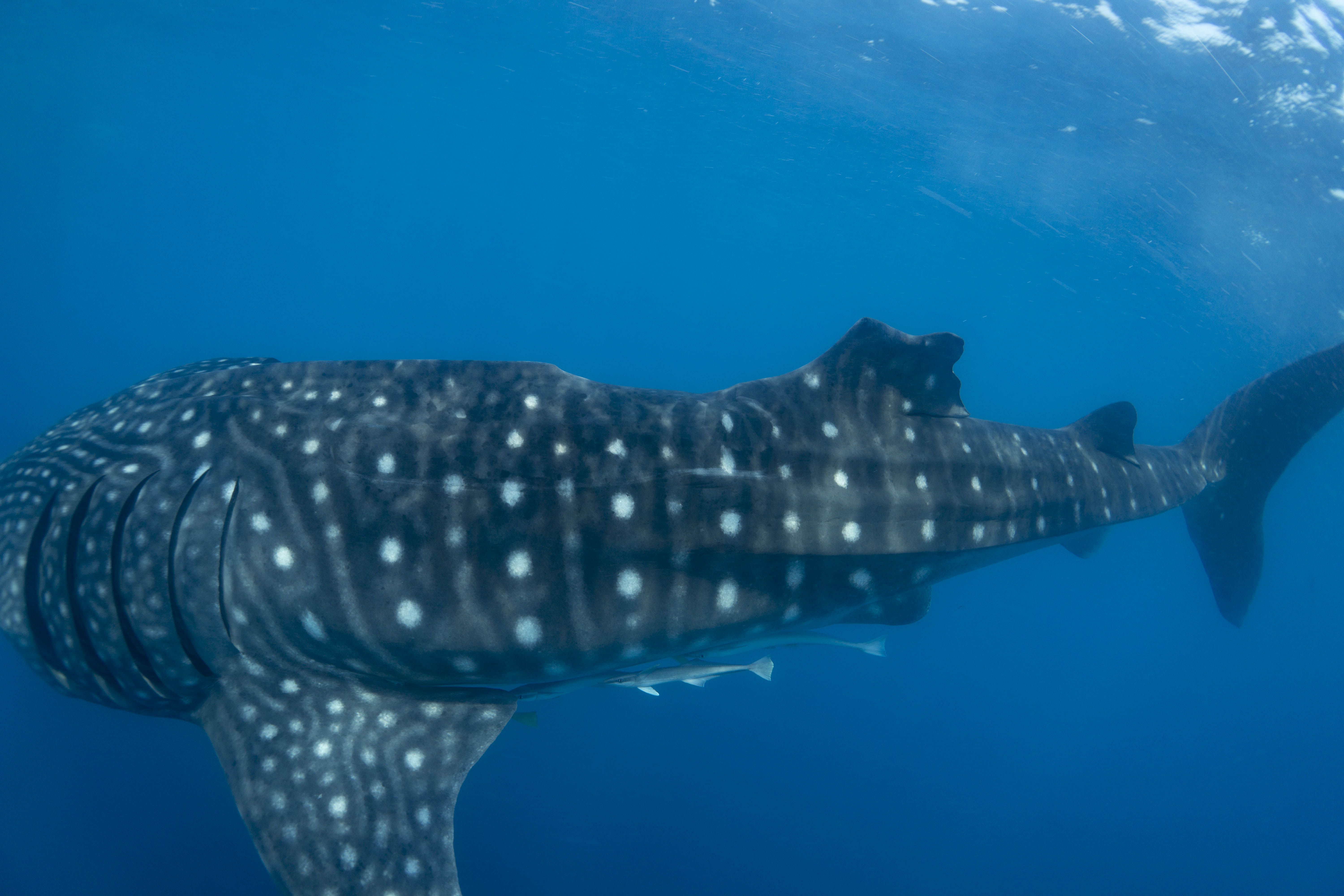 Whale shark with an injury to its dorsal fin, likely to be caused by collision with a vessel. Credit: Gonzalo Araujo