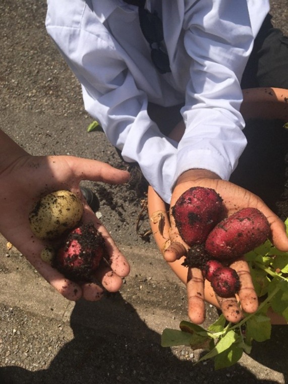Children holding potatoes they had grown