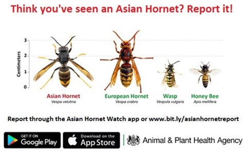 Graphic showing an Asian hornet and other hornets and wasps