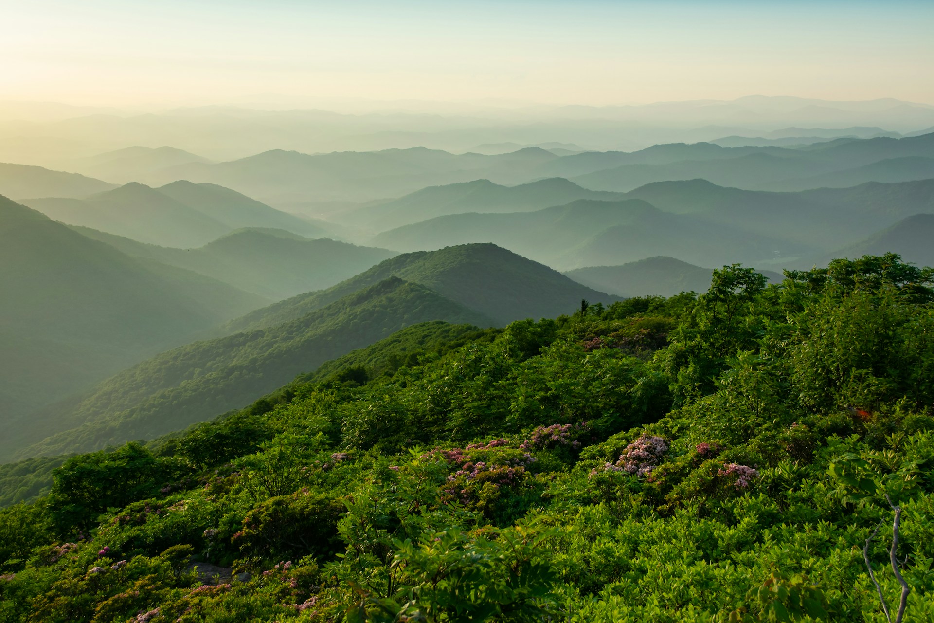 A scenic view of lush green mountains under a clear sky, with pink flowers in the foreground and misty layers in the background.