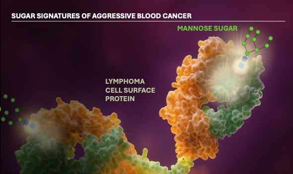 Composite image showing cancer cell surface as a green and orange coral-like structure.