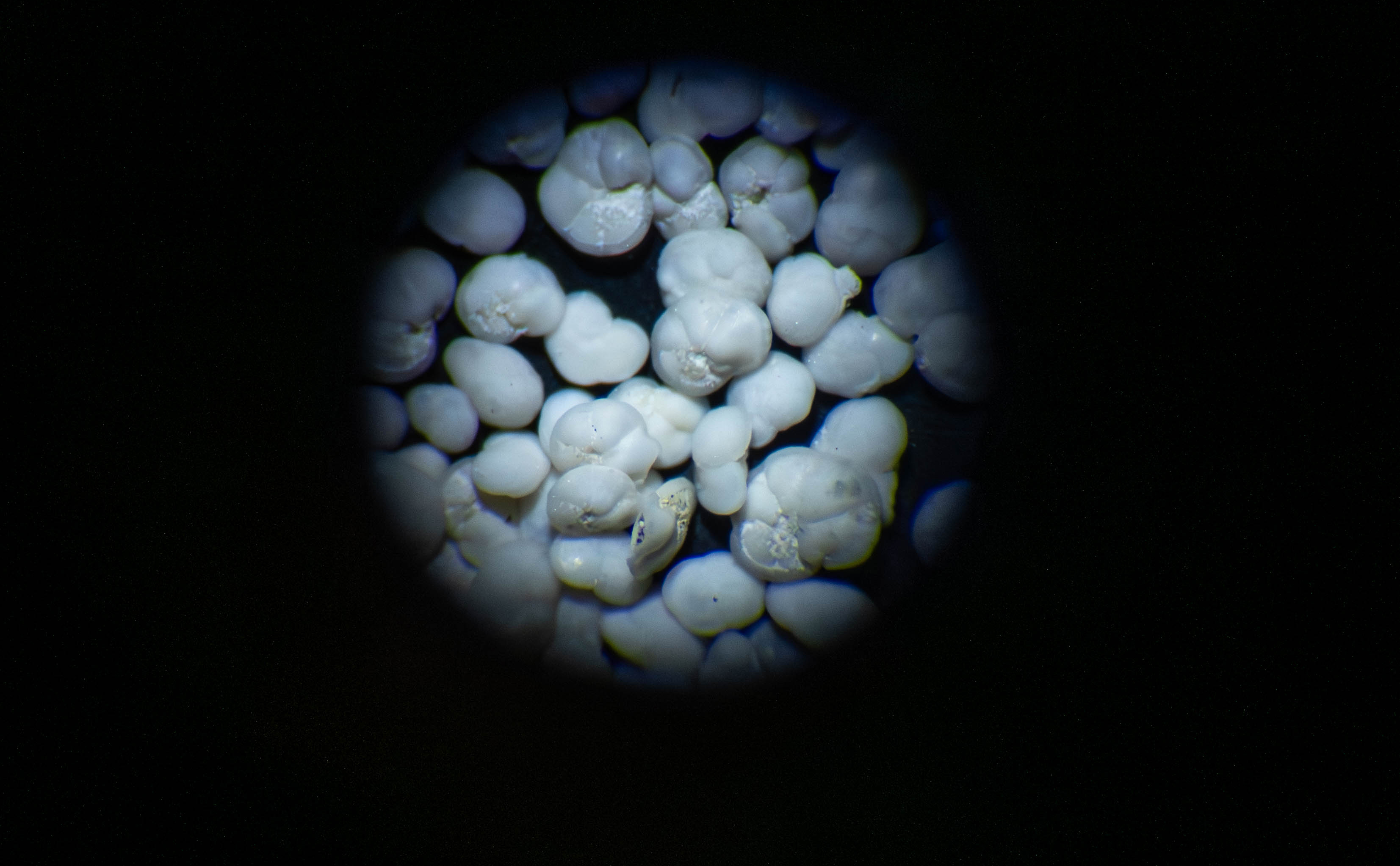 White fossilised shells as seen in a black and white microscope image