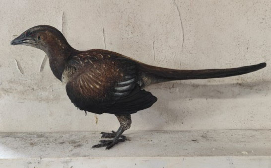 A side view of a model of an ancient reptile-like bird