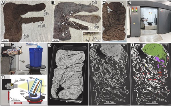 Whole-organ 3D X-ray scan of an entire New Forest pony placenta