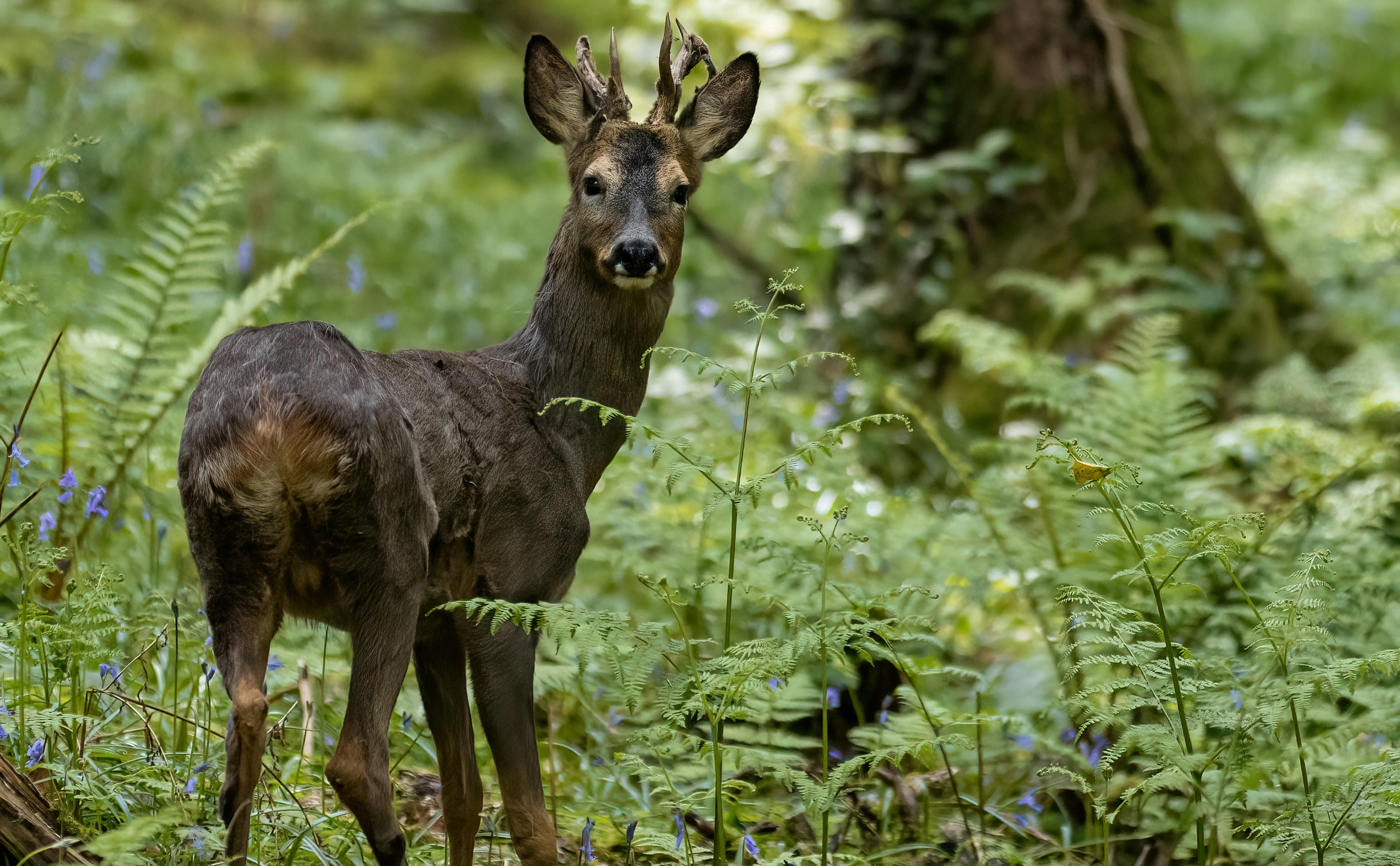 A roe deer in a woodland setting looking towards the camera with greenery behind.