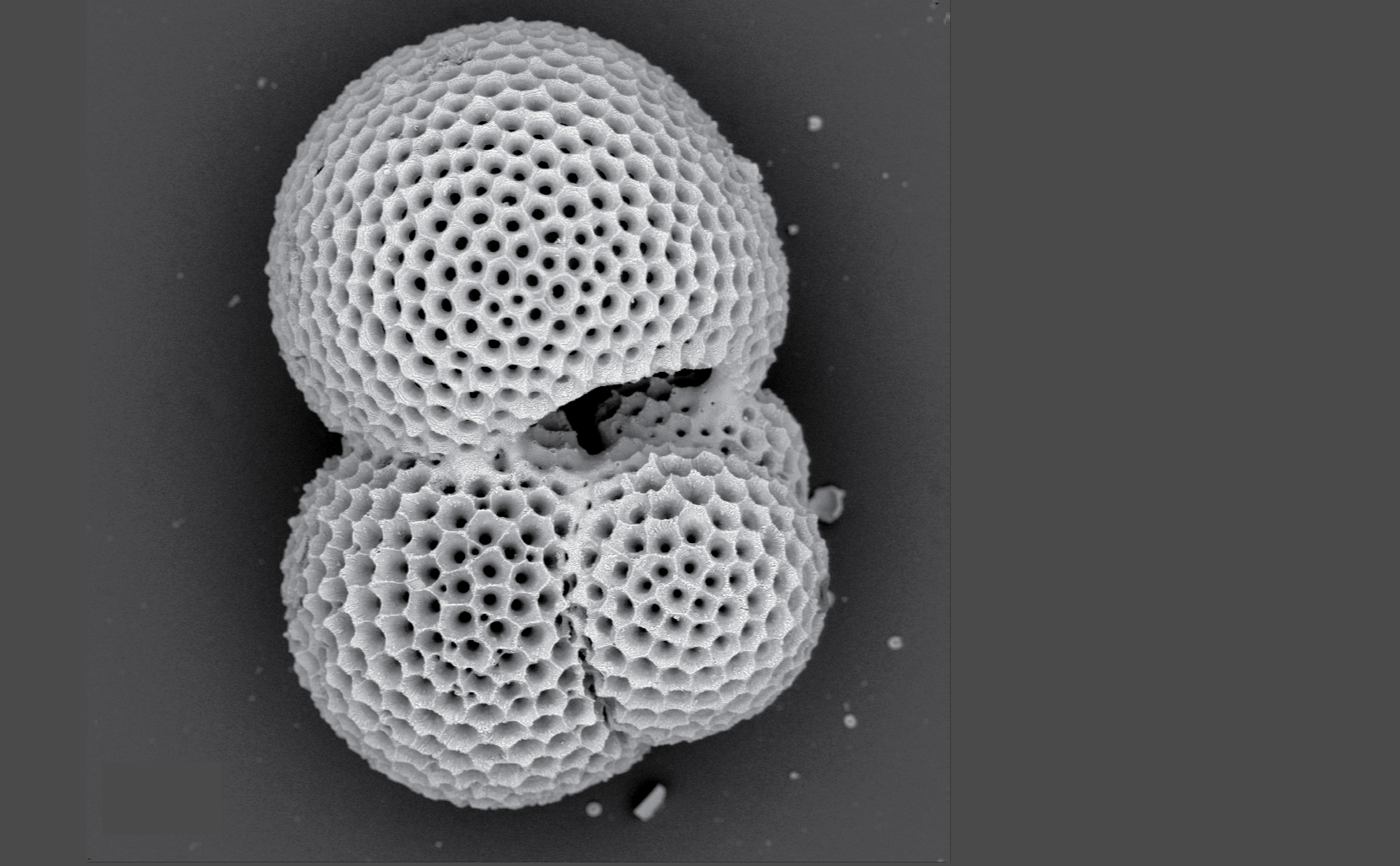 A greyscale, microscope image of a fossilised plankton that looks like several sphere-like, hexagonal based structures. 