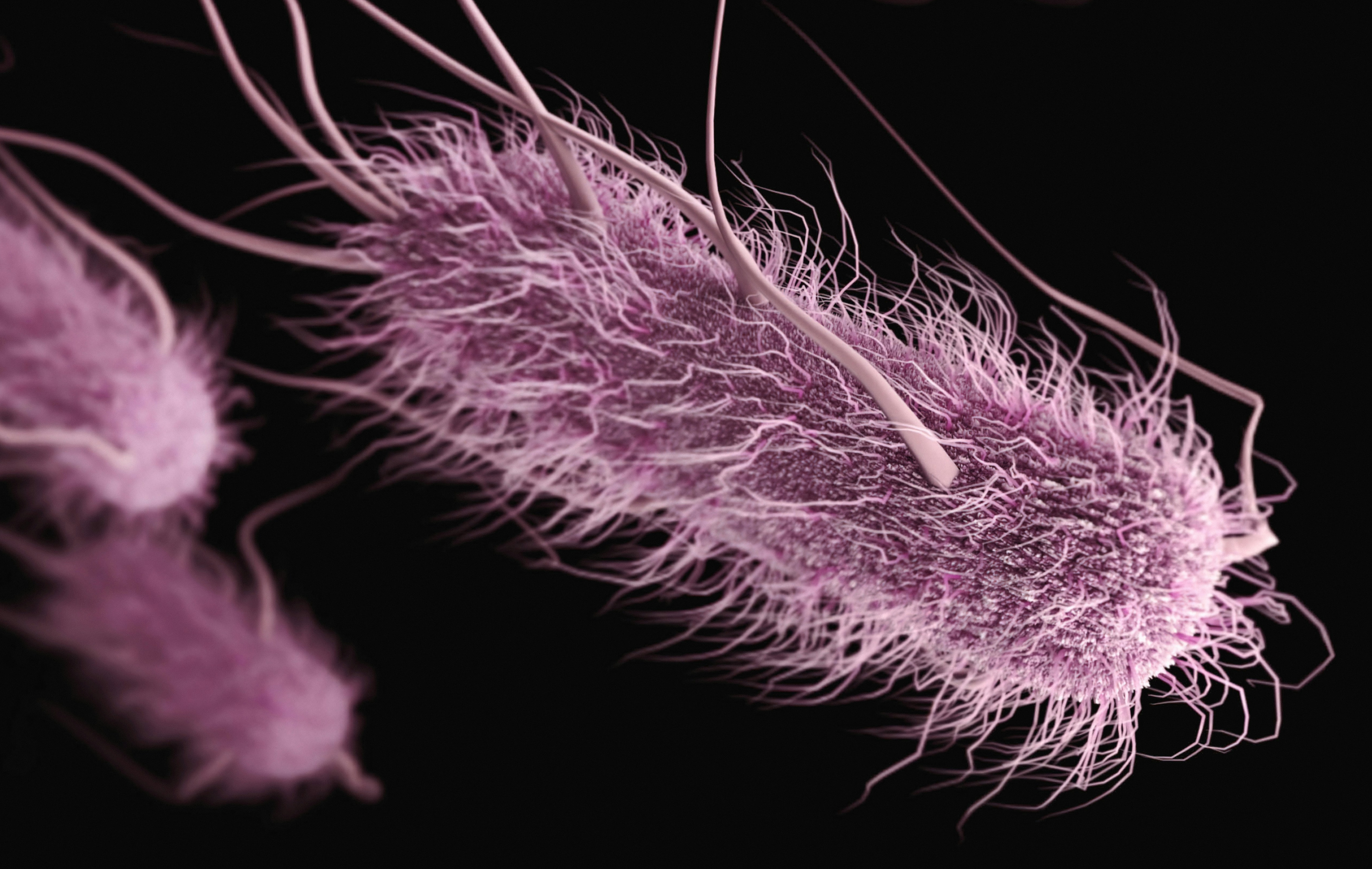 Purple E. coli bacteria on front of a black background